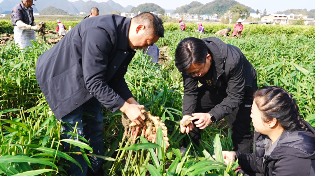 “田间课堂”解锁小黄姜高产密码。