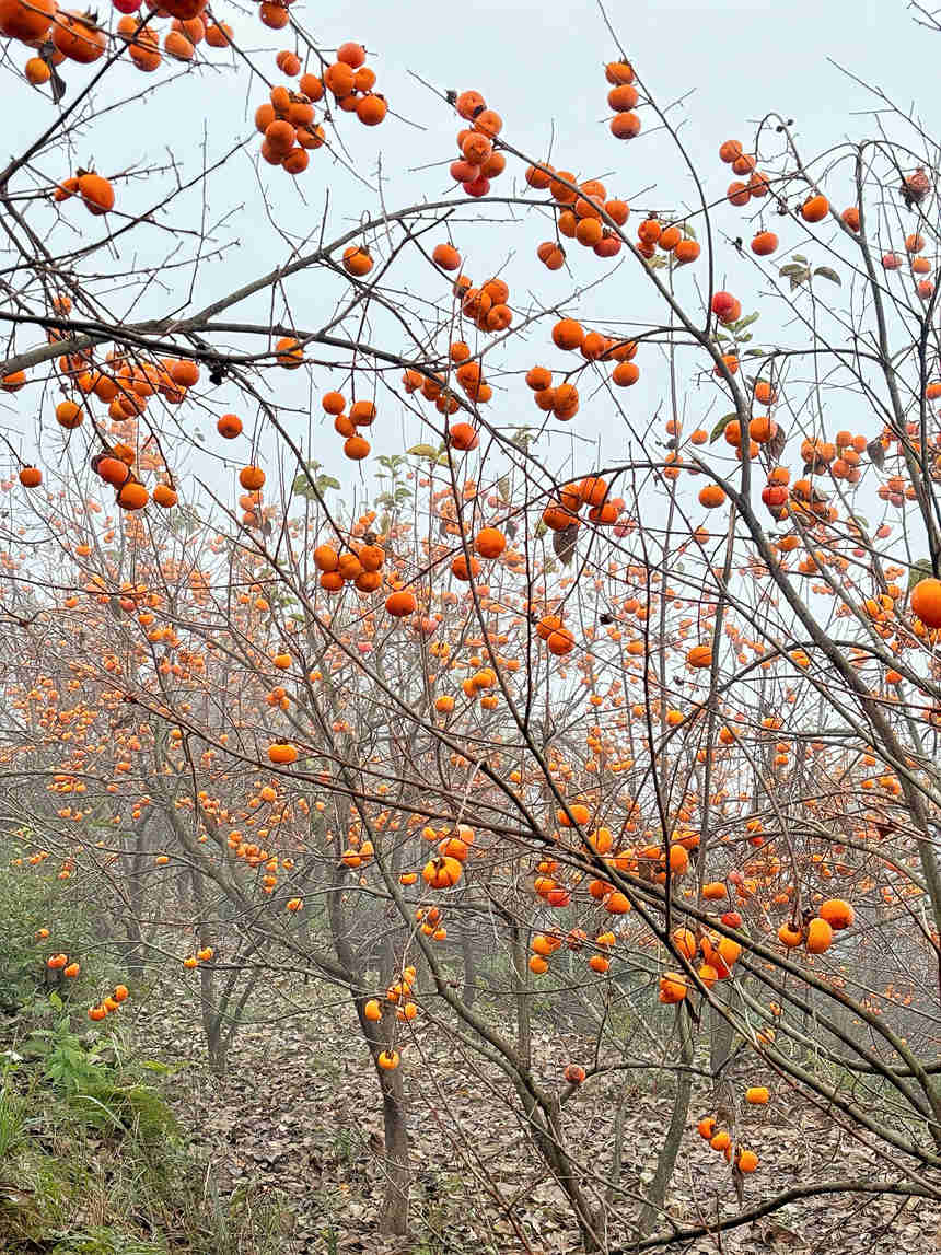 這片4畝的柿子林,如今披上了一身橙黃色的盛裝。刁苓沙攝
