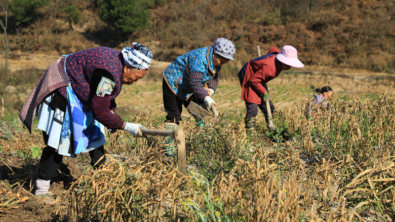 小黃姜採收忙。