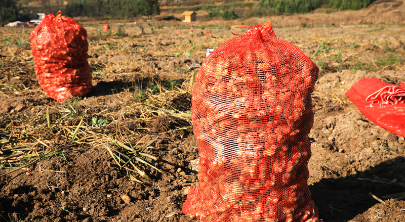 打包好的小黃姜。