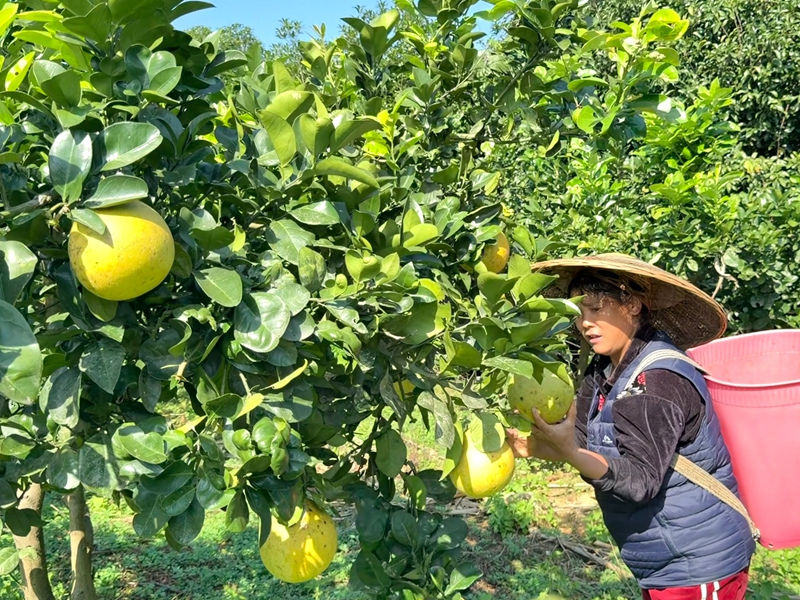 松桃青山村：深耕特色产业 赋能乡村振兴。