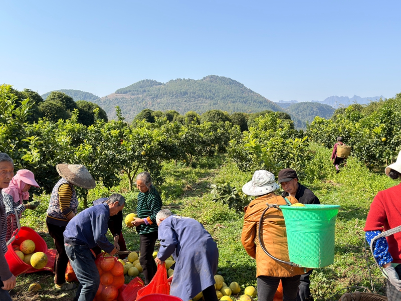 松桃青山村：深耕特色产业 赋能乡村振兴。