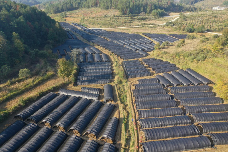玉屏自治縣朱家場鎮魚塘村丁家屯羊肚菌種植基地。