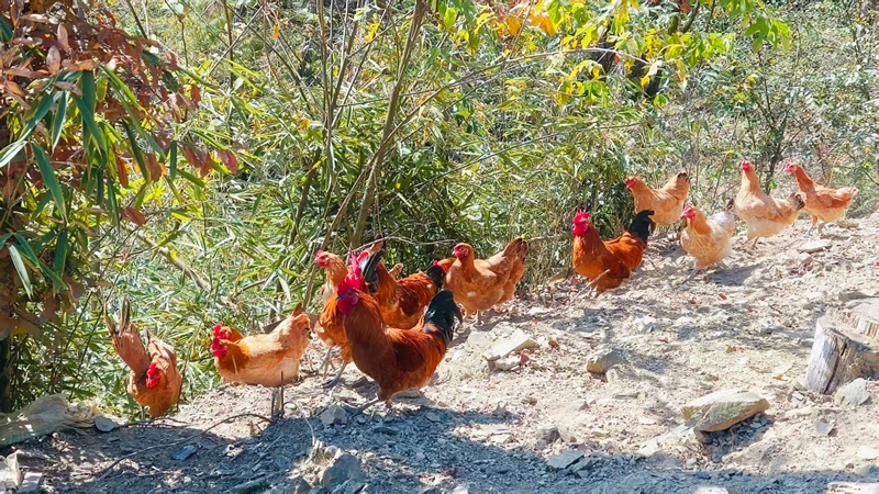 鬆桃雞爪社區成群跑山雞在林中穿梭覓食。
