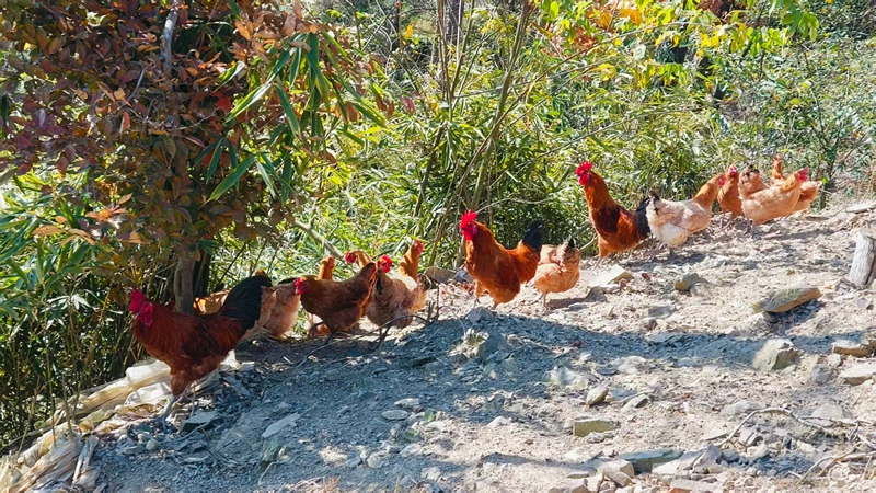 鬆桃雞爪社區成群跑山雞在林中穿梭覓食。