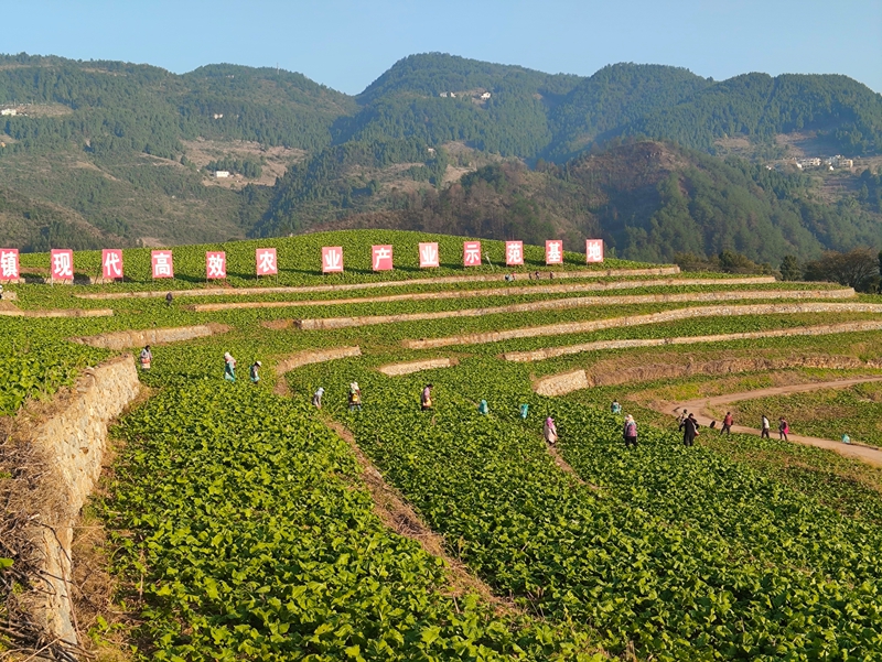 2 圖為羊角菜種植基地.jpg