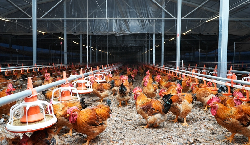 待出欄的肉雞。代勝強 攝.jpg