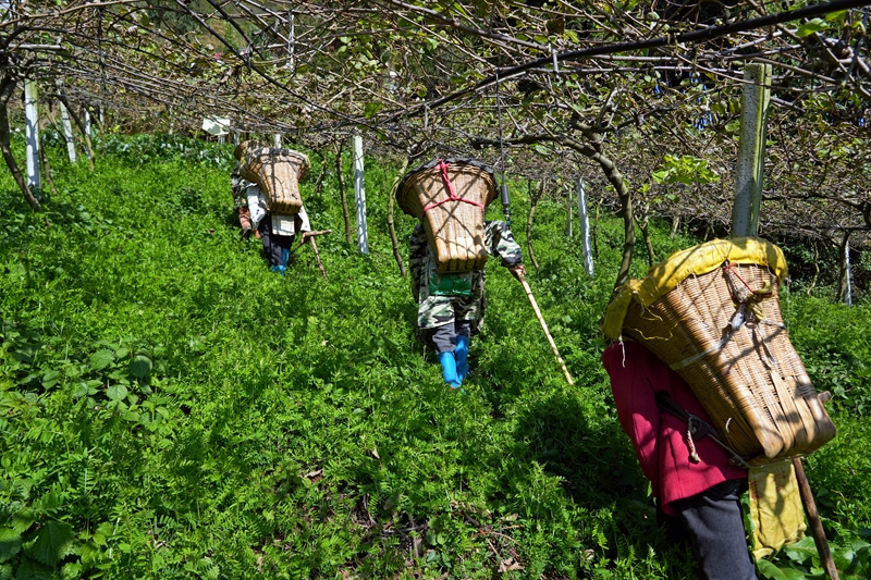 2025年11月25日，贵州省毕节市纳雍县玉龙坝镇红阳红心猕猴桃基地，工人在背有机肥。 杨 英 摄.jpg