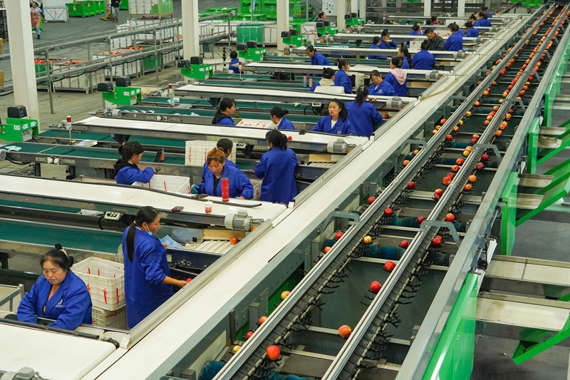 在貴州威寧產投生態果業有限責任公司蘋果分選流水線上，工人在分選蘋果。趙慶能攝