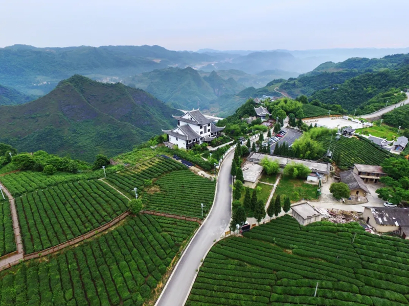 圖為：富硒茶海