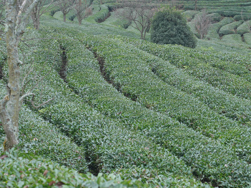 平坝忠芳茶场。