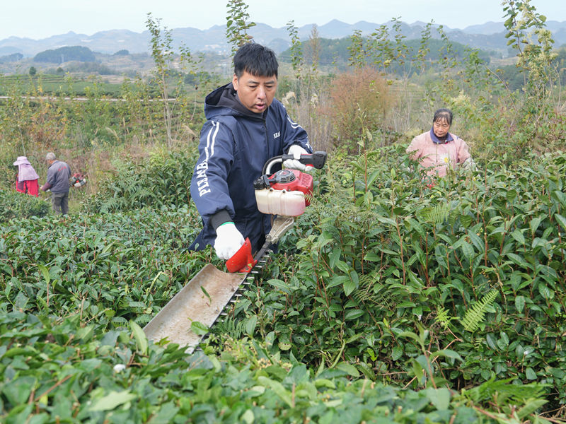 平坝忠芳茶场。