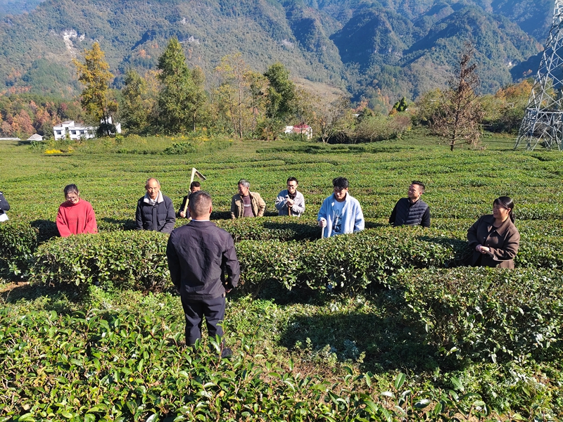 茶園冬季管護培訓.jpg
