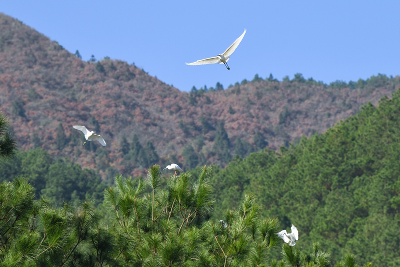 11月29日，黔東南苗族侗族自治州黃平縣翁坪鄉新街村，白鷺在樹木間嬉戲、翱翔。