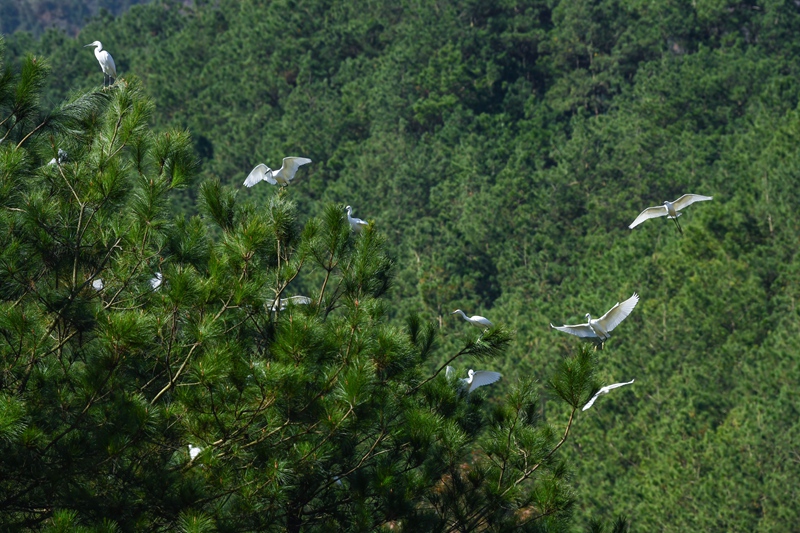 11月29日，黔东南苗族侗族自治州黄平县翁坪乡新街村，白鹭在树木间嬉戏、翱翔。