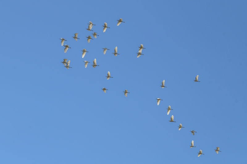 11月29日，黔東南苗族侗族自治州黃平縣翁坪鄉新街村，白鷺在天空翱翔。