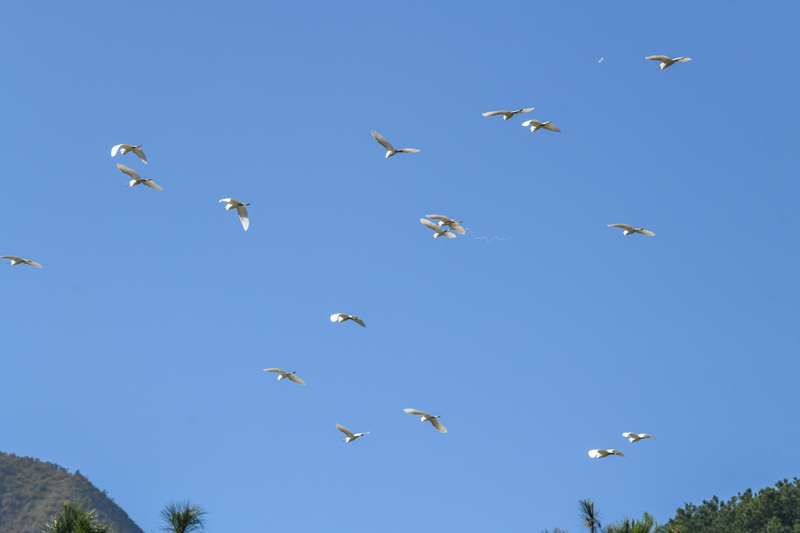 11月29日，黔東南苗族侗族自治州黃平縣翁坪鄉新街村，白鷺在天空翱翔。