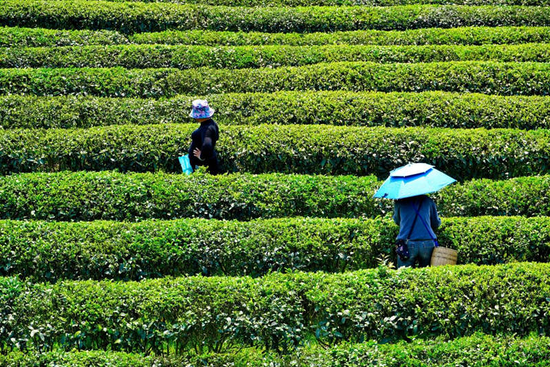 石阡縣本庄鎮涼山村的抹茶生產基地。