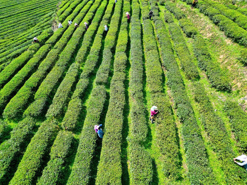 石阡茶產業基地一角。