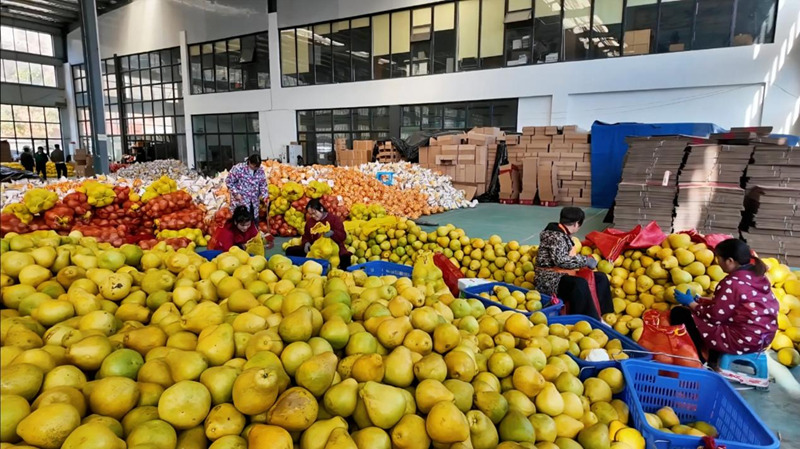 田埂直播架金橋 電商賦能讓“山貨”俏銷全國。