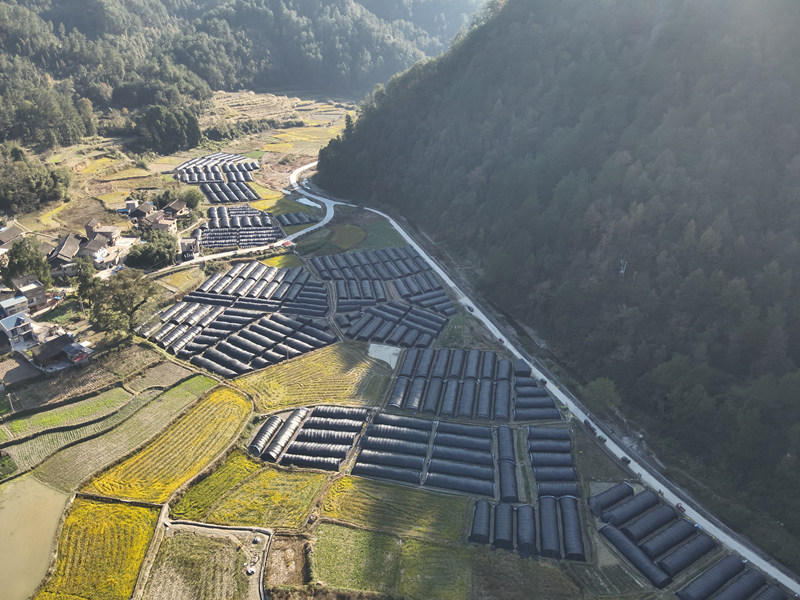 施秉縣馬號鎮老縣村百畝羊肚菌基地一角。