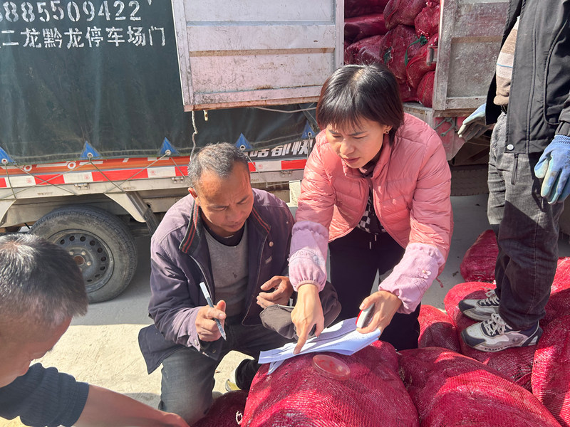施秉縣馬號鎮老縣村為羊肚菌種植戶發放營養包。
