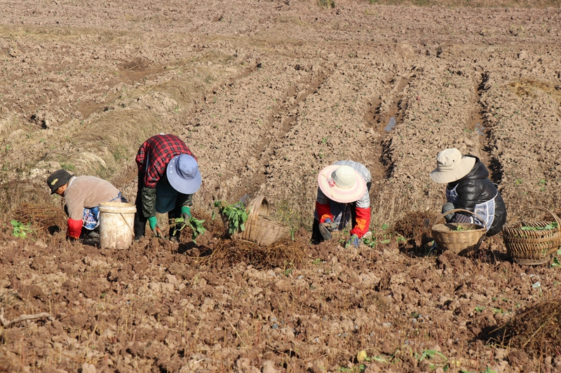 碧海街道張家寨社區的260畝油菜種植基地裡 農戶正在進行補種和管護工作 范俊岑 攝.JPG