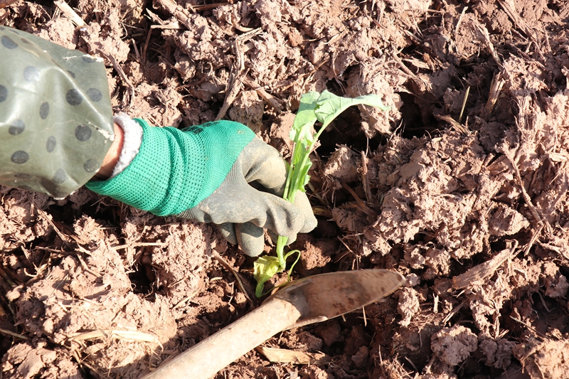 碧海街道張家寨社區的260畝油菜種植基地裡 農戶正在進行補種和管護工作 范俊岑 攝 (6).JPG