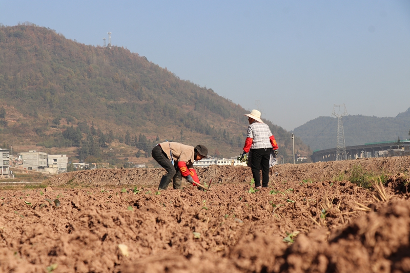 碧海街道張家寨社區的260畝油菜種植基地裡 農戶正在進行補種和管護工作 范俊岑 攝 (4).JPG