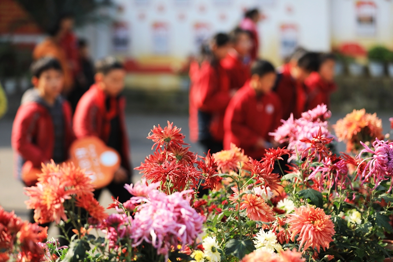 2025年12月1日，冬季的貴州省黔西市第一小學，校園裡五顏六色的菊花競相綻放，吸引小朋友們駐足觀賞。