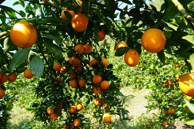 脐橙挂满枝头。陈敏摄
