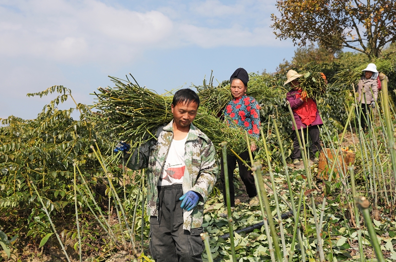群众搬运采收钩藤枝。岑光柱 摄2