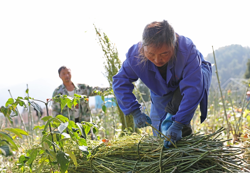 群众在捆扎采收的钩藤枝。岑光柱 摄