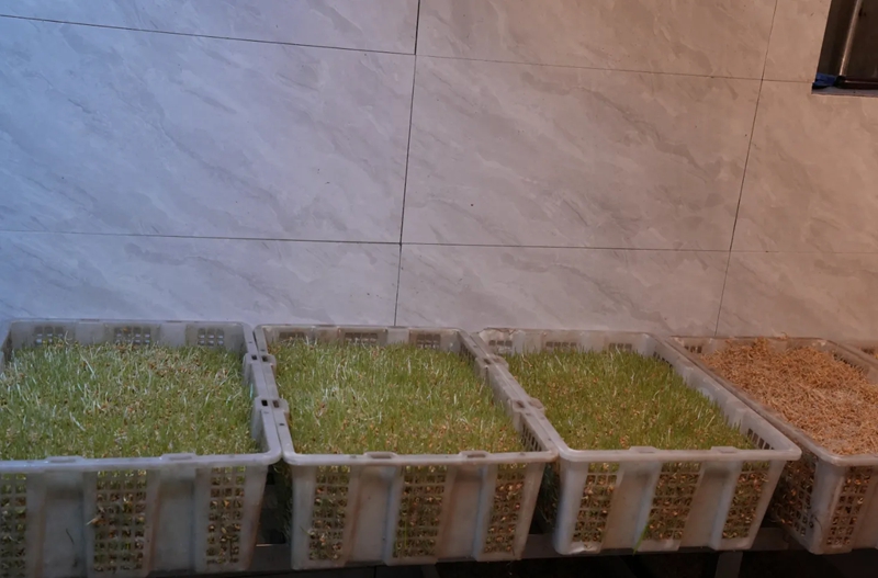 赫章核桃糖原材料麥芽 羅靜漪 攝