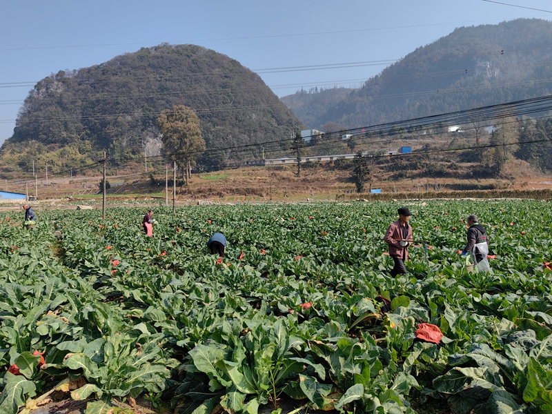 1 图为西蓝花种植基地.jpg