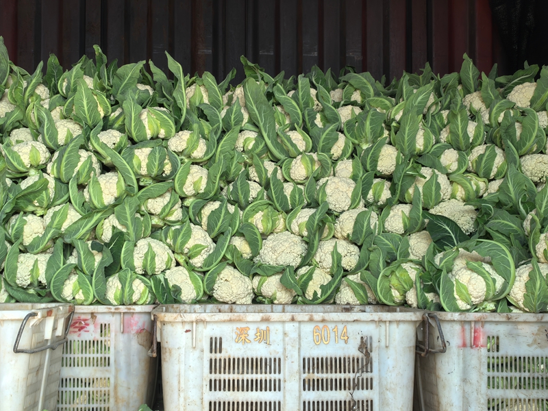 3 图为装运西蓝花.jpg