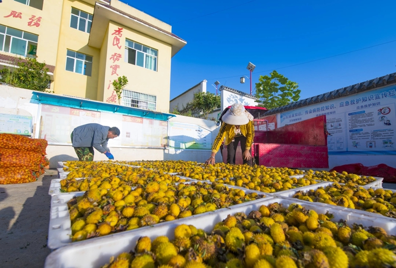 水城區野鐘鄉刺梨豐收。尚宇杰 攝.jpg