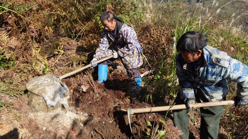村民採挖茯苓。