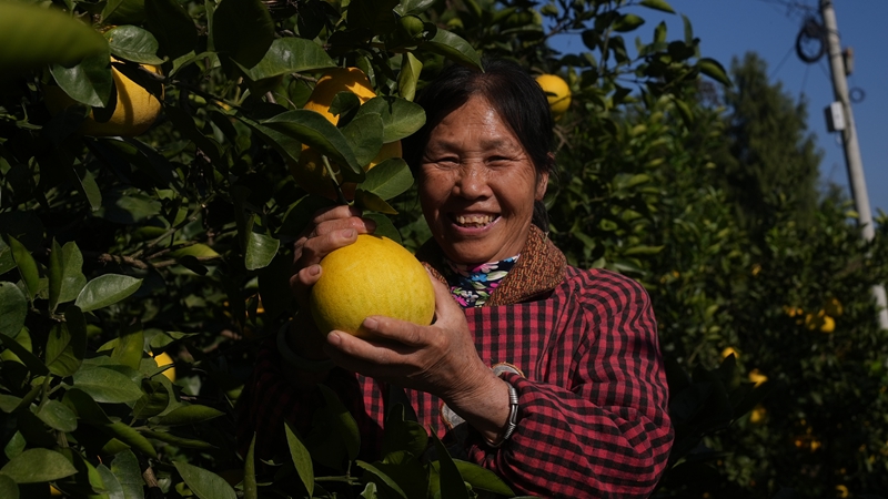 贵州思南孙家坝镇：“柚”到丰收季 直播来助农 (5).JPG