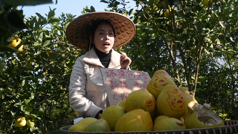 思南孙家坝镇“柚”到丰收季，直播来助农。