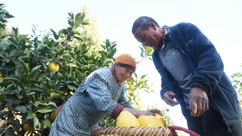 思南孙家坝镇“柚”到丰收季，直播来助农。