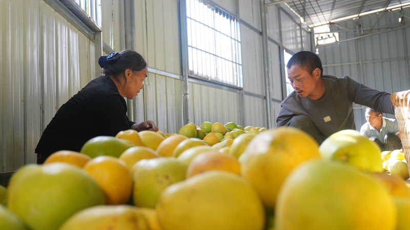 思南孙家坝镇“柚”到丰收季，直播来助农。