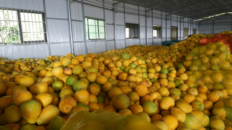 思南孙家坝镇“柚”到丰收季，直播来助农。