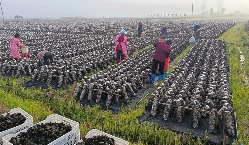 鬆桃縣普覺鎮黨建引領破解民生保障難題。