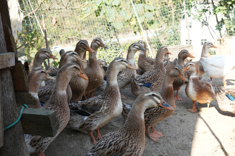 鸭子（苏畅莉  摄）.JPG