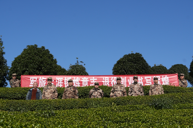 退役军人走进茶园基地查看茶叶长势（苏畅莉  摄）.JPG