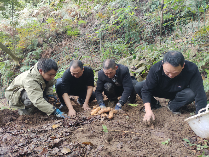 天麻種植基地工作人員正在採挖天麻。