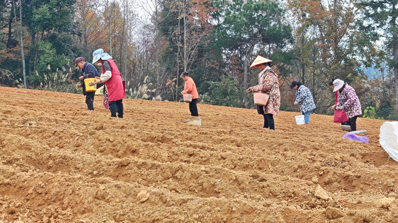 藥農在田間種植中藥材太子參。鄭旭攝
