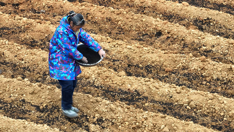 藥農在田間種植中藥材太子參並施肥。鄭旭攝