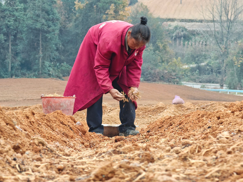 藥農在田間種植中藥材太子參。鄭旭攝